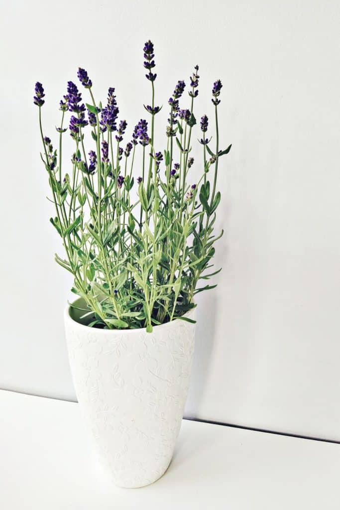 culinary lavender in pot